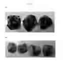Fig. 08 - TUMOR LYSATE LOADED PARTICLES