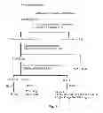Fig. 02 - Pharmaceutical composition for enhancing immunity, and extract of 