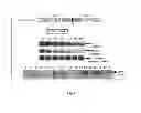 Fig. 02 - Genetically stable recombinant modified vaccinia ankara (rMVA) vaccines and methods of preparation thereof