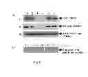 Fig. 03 - Genetically stable recombinant modified vaccinia ankara (rMVA) vaccines and methods of preparation thereof