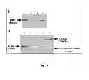 Fig. 22 - Genetically stable recombinant modified vaccinia ankara (rMVA) vaccines and methods of preparation thereof