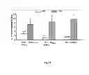 Fig. 23 - Genetically stable recombinant modified vaccinia ankara (rMVA) vaccines and methods of preparation thereof