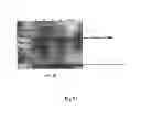 Fig. 33 - Genetically stable recombinant modified vaccinia ankara (rMVA) vaccines and methods of preparation thereof