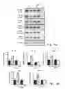 Fig. 24 - Agents that reduce neuronal overexcitation