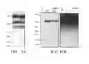 Fig. 25 - Agents that reduce neuronal overexcitation