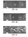 Fig. 07 - NEURAL STEM CELLS DERIVED FROM INDUCED PLURIPOTENT STEM CELLS