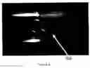 Fig. 06 - Osteoinductive demineralized cancellous bone