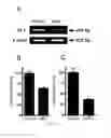 Fig. 03 - Methods and compositions for treating cancer