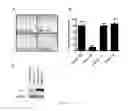 Fig. 07 - Methods and compositions for treating cancer