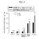 Fig. 05 - Sprouted cereal, method for manufacturing same, food product containing same, and BDNF production accelerator