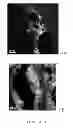 Fig. 02 - COMPOSITIONS AND METHODS OF USE FOR DETECTION AND IMAGING OF PRINTS BY SURFACE-ENHANCED SPECTROSCOPIC TECHNIQUES
