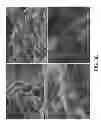 Fig. 10 - ELECTRODE USEABLE IN ELECTROCHEMICAL CELL AND METHOD OF MAKING SAME