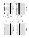 Fig. 05 - DRY ADHESIVES AND METHODS FOR MAKING DRY ADHESIVES