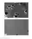 Fig. 04 - POLYAMIDE-POLY(PHENYLENE ETHER) FIBER, ARTICLE, COMPOSITION, AND METHOD