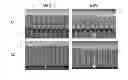 Fig. 01 - Compositions and methods for plugging honeycomb bodies with reduced plug depth variability