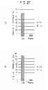 Fig. 28 - FUEL CELL, METHOD FOR PRODUCING FUEL CELL, ELECTRONIC APPARATUS, NICOTINAMIDE ADENINE DINUCLEOTIDE-IMMOBILIZED ELECTRODE, NICOTINAMIDE ADENINE DINUCLEOTIDE-IMMOBILIZED CARRIER, ENZYME REACTION UTILIZATION DEVICE, PROTEIN-IMMOBILIZED ELECTRODE AND PROTEIN-IMMOBILIZED CARRIER