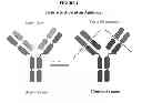 Fig. 02 - CHIMERIC ANTI-dsDNA/CHROMATIN ANTIBODY