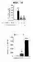 Fig. 03 - METHOD OF MEASURING THE DEGREE OF NON-INFLAMMATORY STRESS RESPONSE