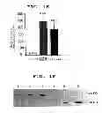 Fig. 04 - METHOD OF MEASURING THE DEGREE OF NON-INFLAMMATORY STRESS RESPONSE