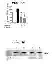 Fig. 09 - METHOD OF MEASURING THE DEGREE OF NON-INFLAMMATORY STRESS RESPONSE