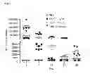 Fig. 08 - TEST SYSTEMS AND METHODS FOR IDENTIFYING AND CHARACTERISING LIPID LOWERING DRUGS