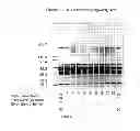 Fig. 33 - Stable Protein Storage and Stable Nucleic Acid Storage in Recoverable Form