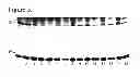 Fig. 08 - Avian Transgenesis and Exogenous Proteins
