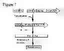 Fig. 10 - Avian Transgenesis and Exogenous Proteins