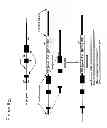 Fig. 12 - Avian Transgenesis and Exogenous Proteins