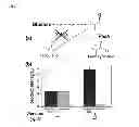 Fig. 04 - CELLS AND METHODS FOR PRODUCING ISOBUTYRIC ACID
