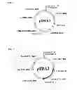 Fig. 05 - CELLS AND METHODS FOR PRODUCING ISOBUTYRIC ACID