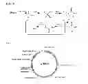 Fig. 09 - CELLS AND METHODS FOR PRODUCING ISOBUTYRIC ACID