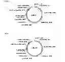 Fig. 10 - CELLS AND METHODS FOR PRODUCING ISOBUTYRIC ACID