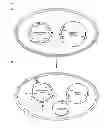 Fig. 07 - Minicircle vector production