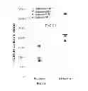 Fig. 02 - MATERIALS AND METHODS FOR MOBILIZING CELLS INCLUDING CD34+, HEMATOPOIETIC COLONY FORMING, AND ENDOTHELIAL COLONY FORMING CELLS