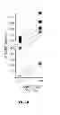 Fig. 07 - MATERIALS AND METHODS FOR MOBILIZING CELLS INCLUDING CD34+, HEMATOPOIETIC COLONY FORMING, AND ENDOTHELIAL COLONY FORMING CELLS