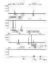 Fig. 07 - Mouse cell line authentication