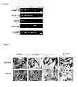 Fig. 02 - METHODS FOR USING SEMAPHORIN POLYPEPTIDES