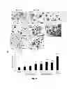 Fig. 28 - OSTEOCLAST ACTIVITY