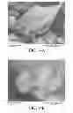 Fig. 17 - AEROSOLIZED FLUOROQUINOLONES AND USES THEREOF