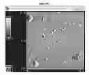 Fig. 19 - IMMEDIATE RELEASE PHARMACEUTICAL FORMULATION OF 4-[3-(4-CYCLOPROPANECARBONYL-PIPERAZINE-1-CARBONYL)-4-FLUORO-BENZYL]-2H-PHTHALAZIN-1-ONE