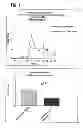 Fig. 05 - Method of activating regulatory T cells with alpha-2B adrenergic receptor agonists