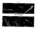 Fig. 03 - Compositions and methods for treatment of ear disorders