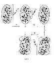 Fig. 02 - ORGANIC COMPOSITIONS FOR REPEATEDLY ADJUSTABLE OPTICAL ELEMENTS AND SUCH ELEMENTS