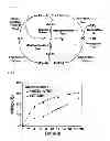 Fig. 02 - Polymer preparing method and polymer prepared by the same