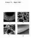 Fig. 17 - Novel Biodegradable Elastomeric Scaffold for Tissue Engineering and Light Scattering Fingerprinting Methods for Testing the Same