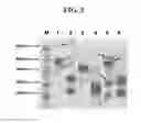 Fig. 04 - Hetero-dimeric immunoglobulins