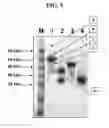 Fig. 08 - Hetero-dimeric immunoglobulins