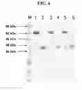Fig. 09 - Hetero-dimeric immunoglobulins
