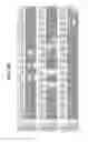 Fig. 37 - Hetero-dimeric immunoglobulins